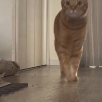 飼い主さんを迎えにいく猫