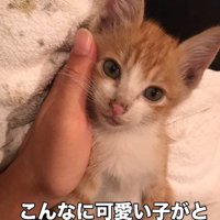 手に包み込まれる猫
