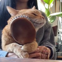 飼い主の膝の上でブラシに右頬をこすりつける猫