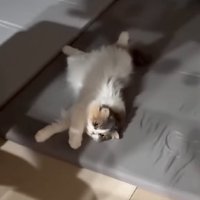 伸びをする猫
