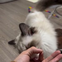 手のひらの上におやつを乗せた人とおやつを食べようとしている猫