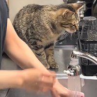 グラスを見る猫