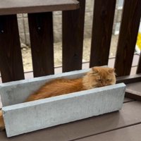 U字の溝でくつろぐ猫