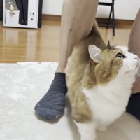 パパさんの両足の隙間を歩く猫ちゃん