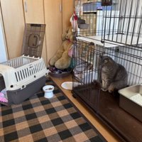 ケージの中にいる猫