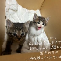 段ボールの中にいる2匹の子猫