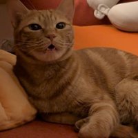 不機嫌そうに鳴く猫