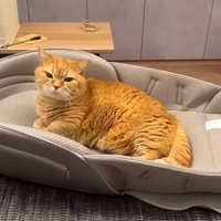 赤ちゃん用ベッド