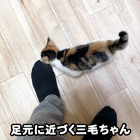 テロップ「足元に近づく～」