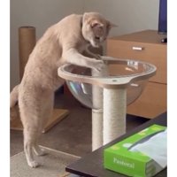 透明ボウルと猫