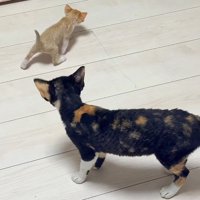 マイペースに後を追う赤ちゃん猫と見守る成猫