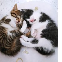 寝ている猫たち