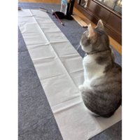 書道の紙と猫