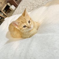 座り込む子猫