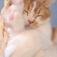お昼寝もなかくん