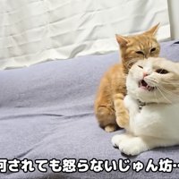 茶太郎にかじられるじゅんちゃん