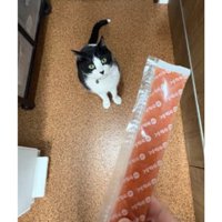 キッチンにいる猫