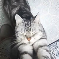 まばたきしながら足にじゃれつく猫