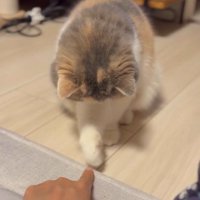 猫パンチが届かない猫1