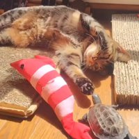 猫に近づいていく亀