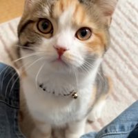 見上げる猫