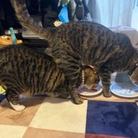 おやつを食べている猫たち
