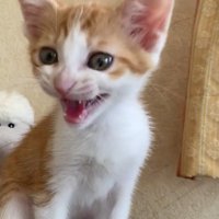 全力で返事をする猫