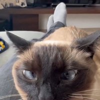 人の手を噛む猫