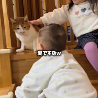 階段を登っている赤ちゃんに見つめられている猫を触っている女の子