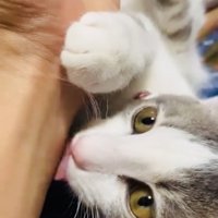 パパの腕を舐める三毛猫