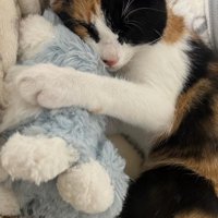 ぬいぐるみを抱いて寝る猫