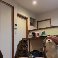 なでてもらう猫