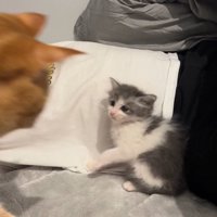茶トラ猫にパンチする子猫