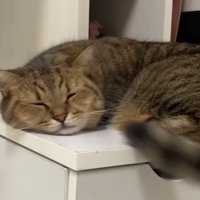 しっぽを振り回しながら横になる猫