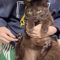 飼い主に肉球をこそばされる保護猫