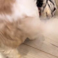 猫を押し倒す犬