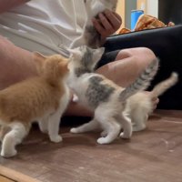 抱き上げられた1匹の子猫と飼い主さんの足元にいる3匹の子猫
