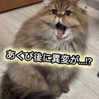 口を開けるぷんちゃん