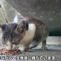 ごはんを食べる子猫