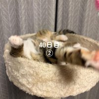 寝転がって前足を伸ばす子猫