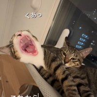 窓際で寝ている2匹の猫