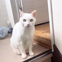 階段の上に座る白猫