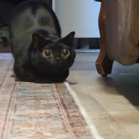 瞳孔を大きく開いた猫