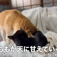 柴犬を舐める黒猫