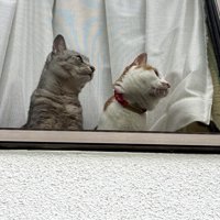 一緒に窓の右側を見つめる茶白猫とキジトラ猫