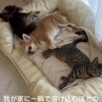 ベッドで寝る犬と猫