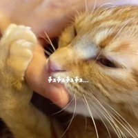 飼い主の指と猫
