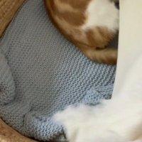 カゴにかかっているブランケットをめくる飼い主