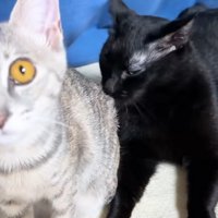 猫3匹（黄色の目の猫がアップ）