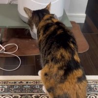 ごはんを食べ始める三毛猫